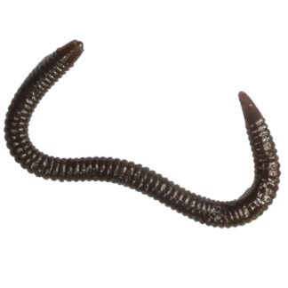 Garden Worm 4"/9.5cm #018 20vnt
