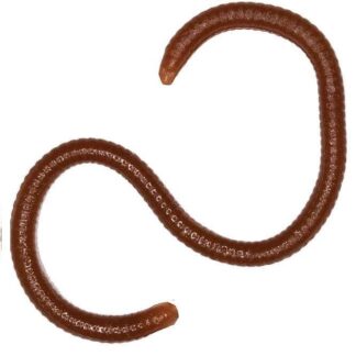 Earthworm 3.5"/8cm #018 40vnt